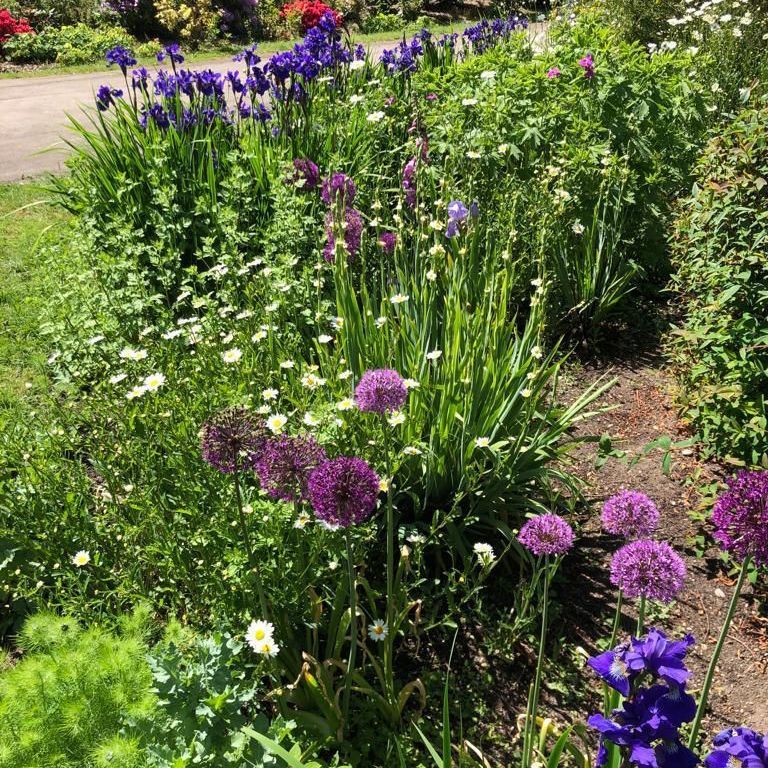 A row of purple and white flowers in a garden