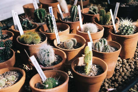 A bunch of potted cactus plants with labels on them