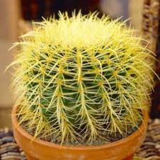 A close up of a cactus in a pot on a table.