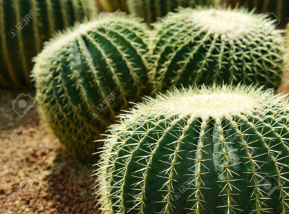 A group of cactus plants sitting on top of a pile of dirt.