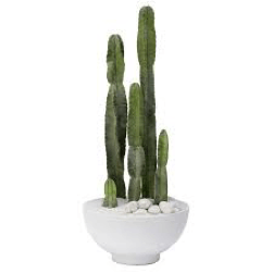 A cactus in a white bowl on a white background.