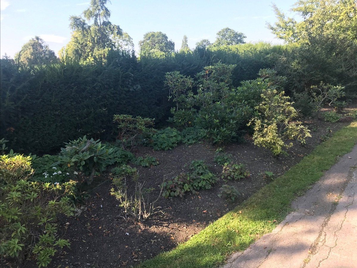 A path going through a lush green forest with trees and bushes.