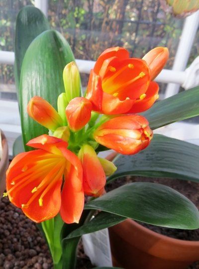A plant with orange flowers and green leaves