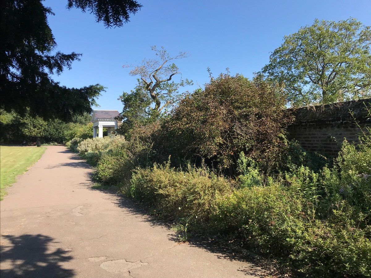 A path in a park with trees and bushes on both sides