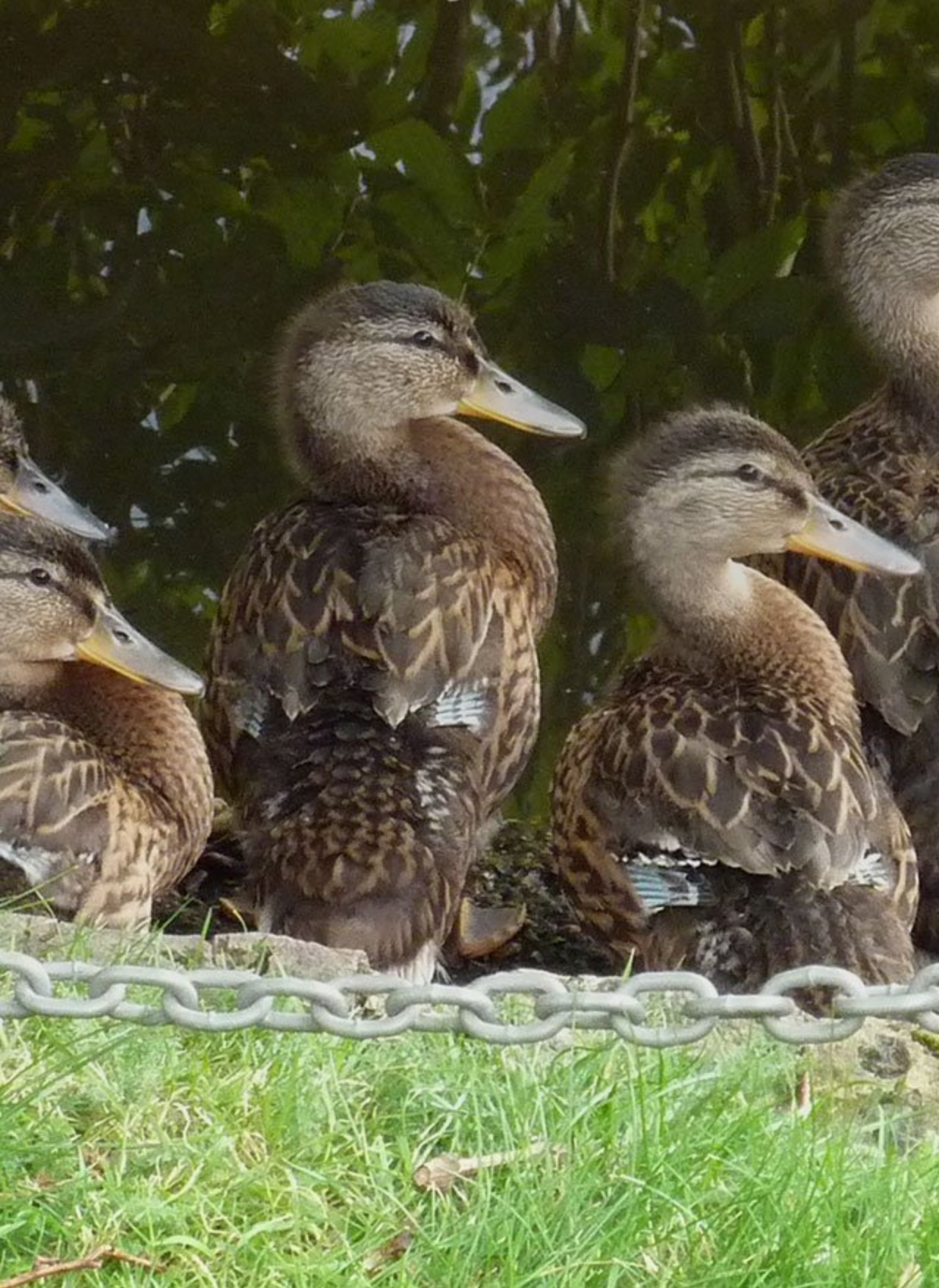 A group of ducks are standing next to a chain link fence.