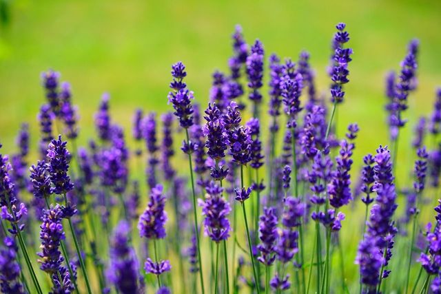 Lavender Filled Wands Ten Small Batons Wholesale Purples Fragrant Botanical Flowers Appreciation online Gifts Hospitality Amenities