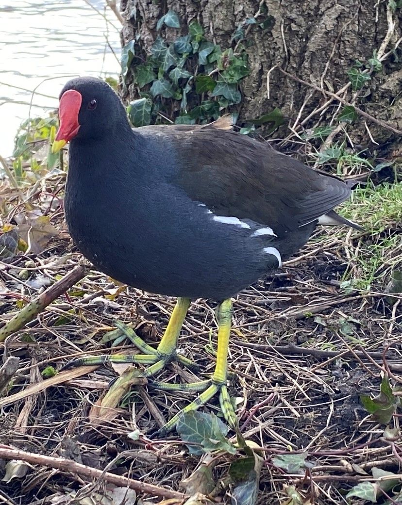 A black bird with a red beak and yellow legs is standing on the ground.