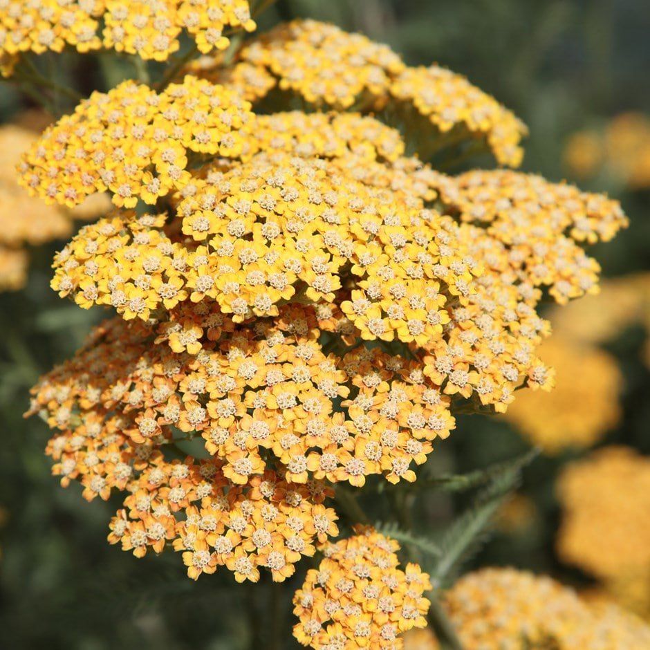 A close up of a bunch of yellow flowers