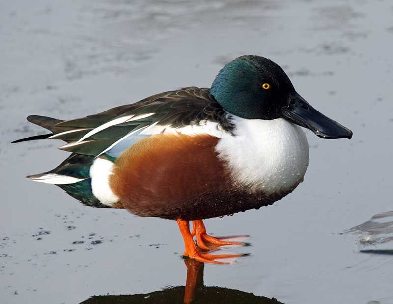 A brown and white duck standing on a stick in the water
