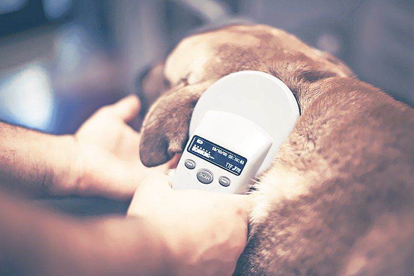 Micro-chipping services