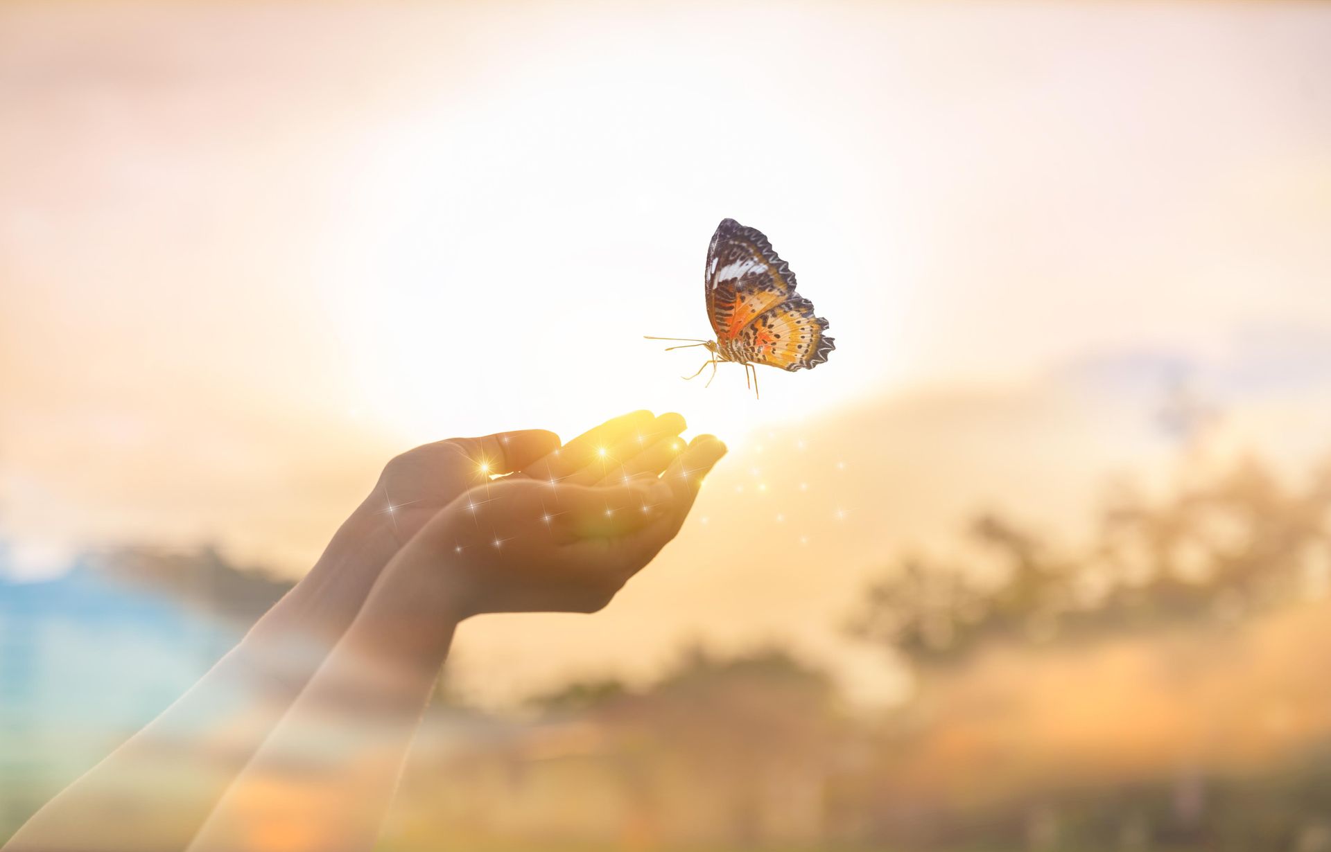 A person is holding a butterfly in their hands.