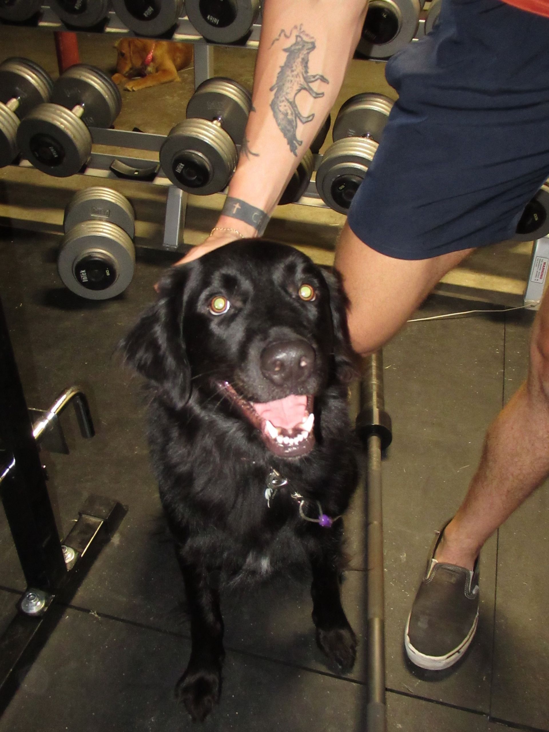 A black dog standing next to a man with a tattoo on his arm