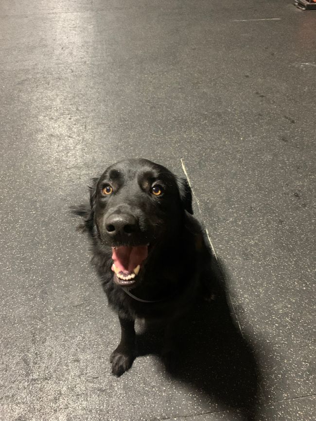 A black dog is sitting on the ground and looking up at the camera.