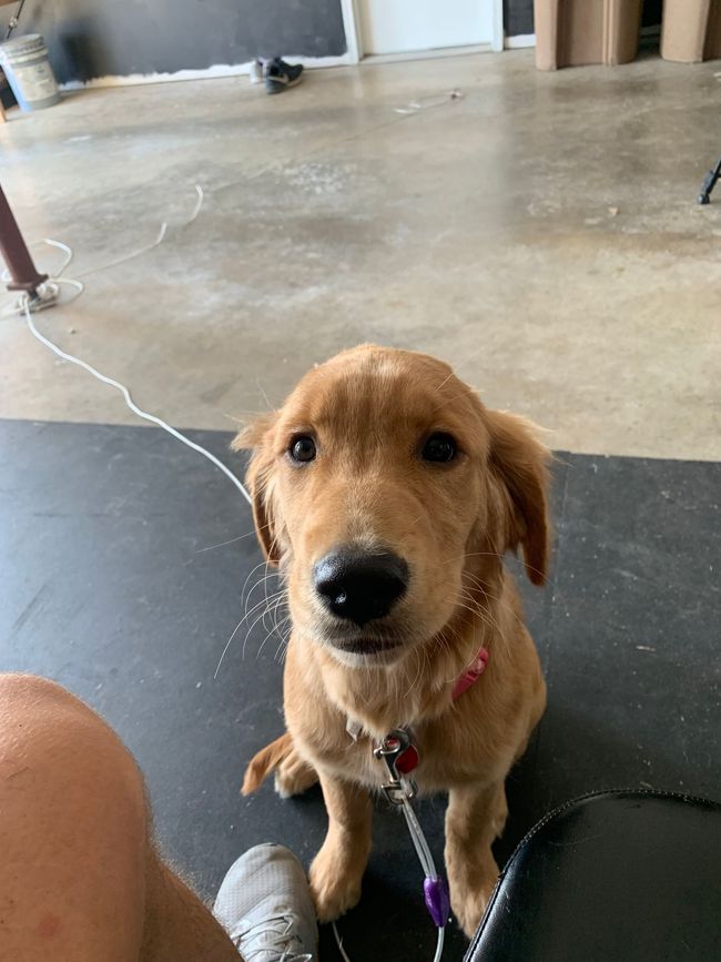 A small brown dog is sitting on a black mat and looking at the camera.