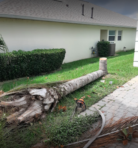 Palm Tree Stump – Merritt Island, FL – Redwine’s Tree Service