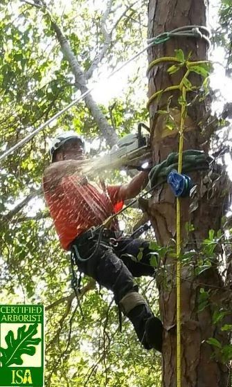 Professional Tree Cutter – Merritt Island, FL – Redwine’s Tree Service