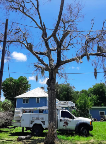 Truck Behind Tree – Merritt Island, FL – Redwine’s Tree Service