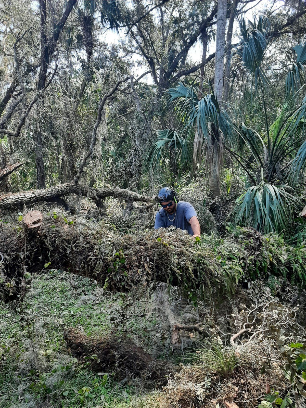 Arborist on Forest Trees – Merritt Island, FL – Redwine’s Tree Service