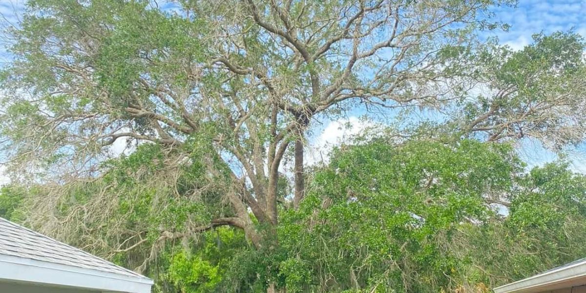 Trees – Merritt Island, FL – Redwine’s Tree Service