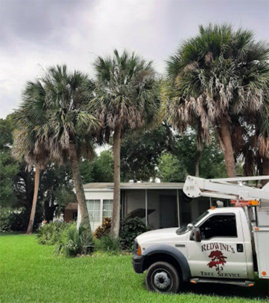 Cutting Palm Trees – Merritt Island, FL – Redwine’s Tree Service