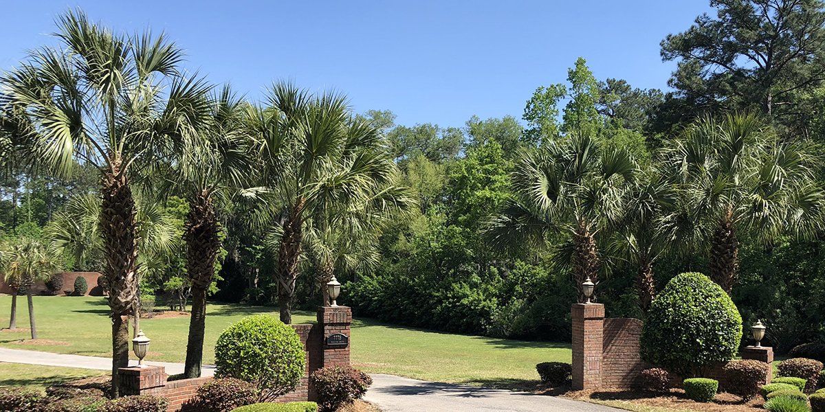 Palm Trees on Gate – Merritt Island, FL – Redwine’s Tree Service