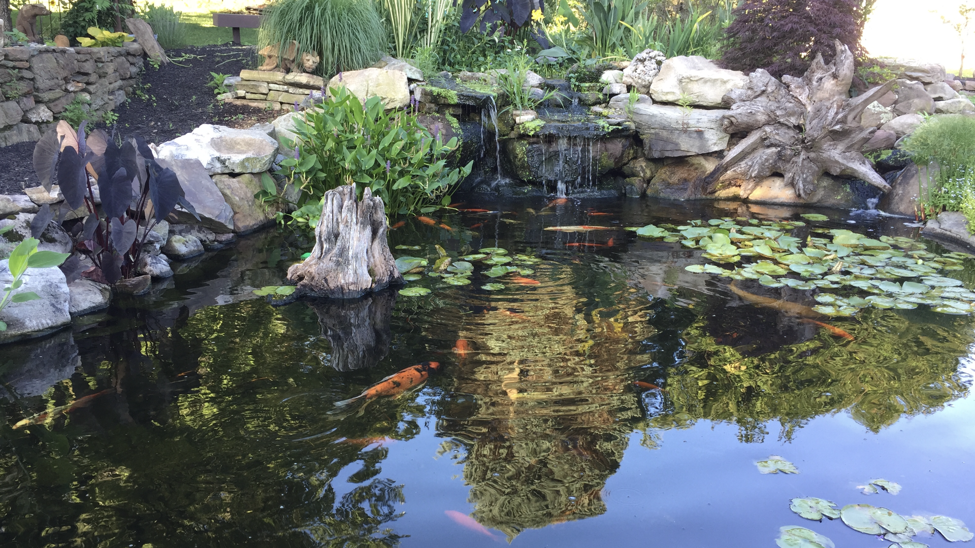 frequently asked questions - songbird ponds