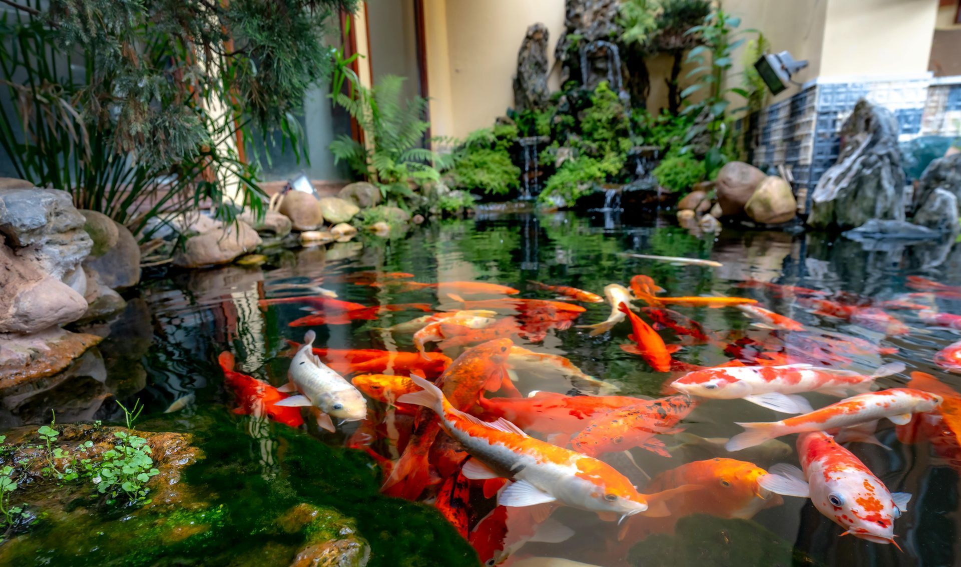 Koi fish swimming in a pond with rocks, plants, and a small waterfall.