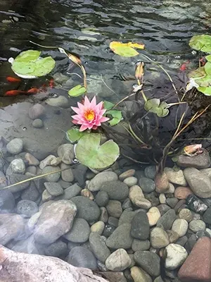 Pink water lily blooms in a pond, surrounded by lily pads and small fish swimming over smooth, gray stones.