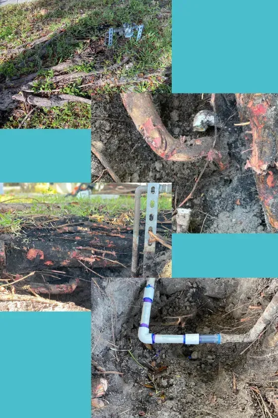 A collage of pictures of a tree and a pipe in the ground.