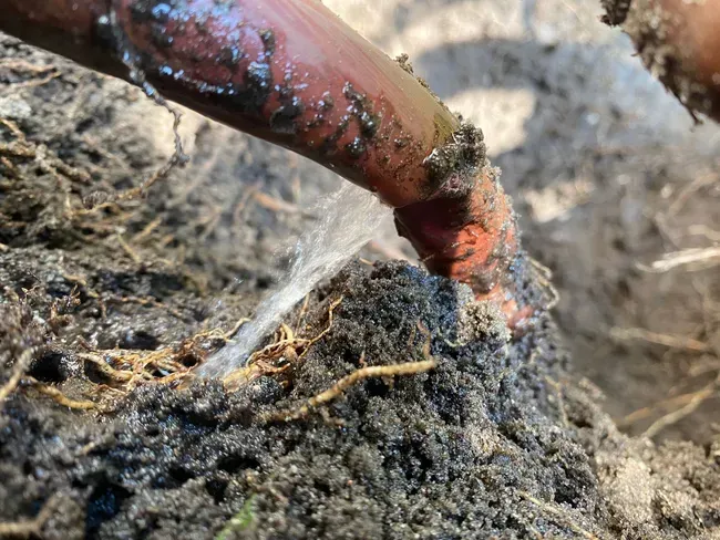 A person is watering a plant with a hose in the dirt.