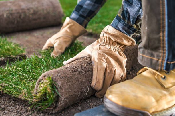 Close-up of a piece of grass turf being handled by a landscaper with gloves on its hands.