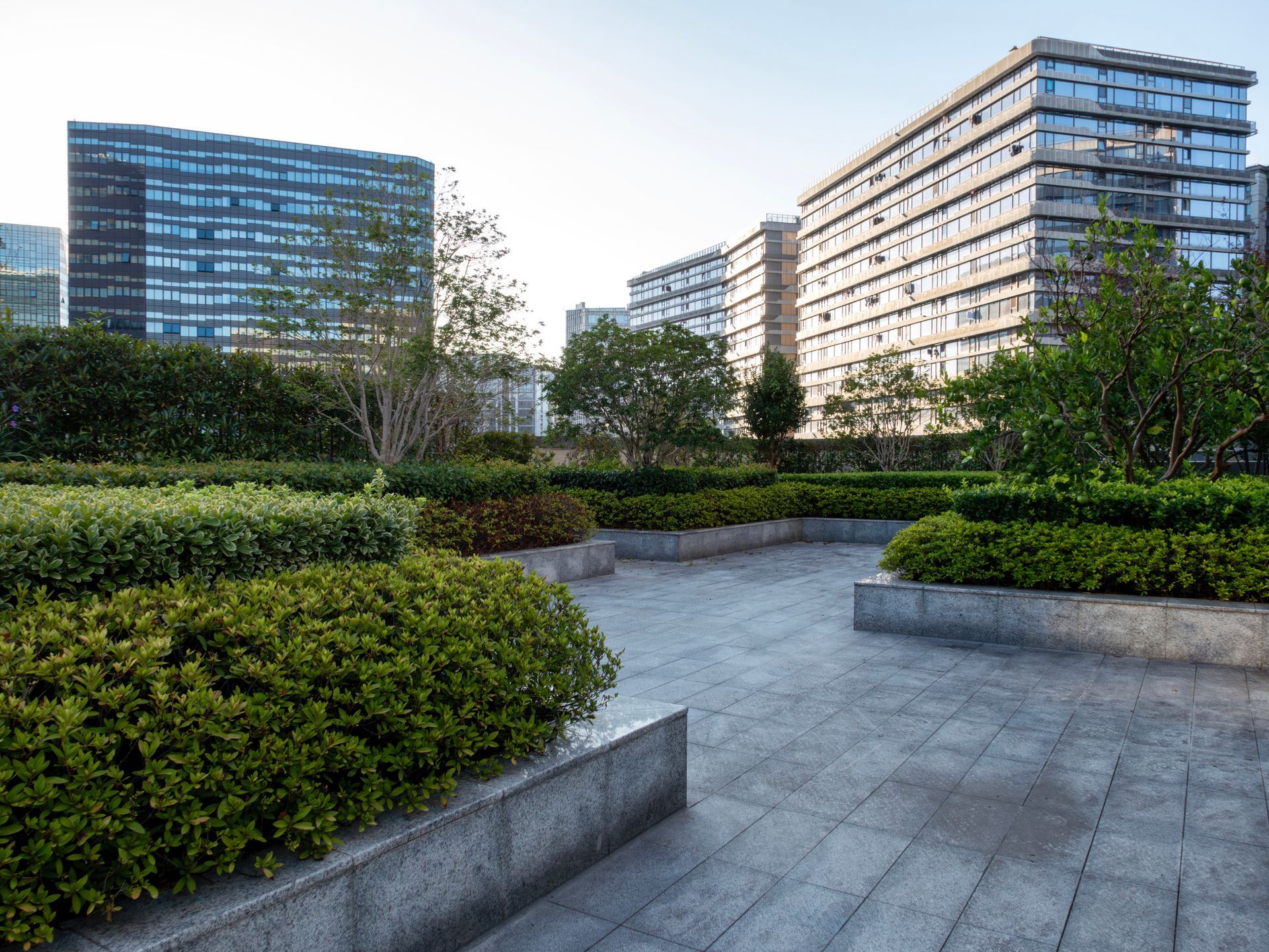 An urban rooftop garden with lush green plants, surrounded by modern high-rise buildings in a city.