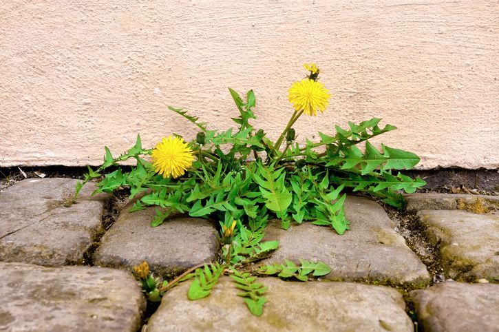 Guilford Weed Removal