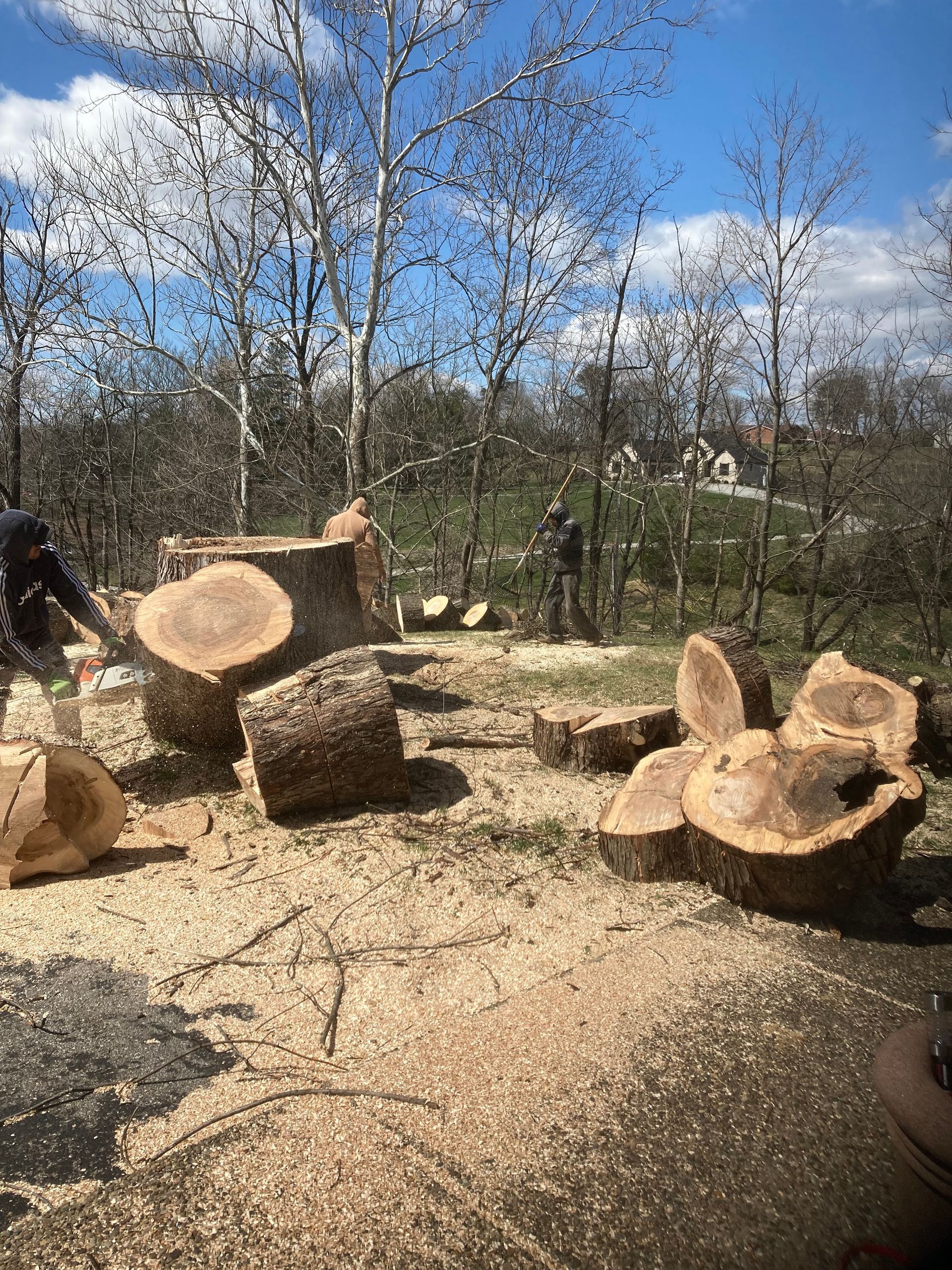 TreeScape Tree Service - Tree Removal Virginia, Washington DC & Maryland