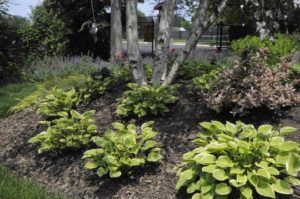 Garden With Plants — Northbrook, IL — Shelly’s Landscape 