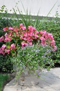 Pink Flowers — Northbrook, IL — Shelly’s Landscape 