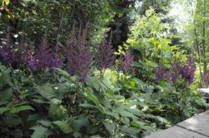 Plants— Northbrook, IL — Shelly’s Landscape
