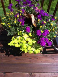 Flowers — Northbrook, IL — Shelly’s Landscape 