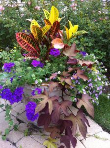 Plants — Northbrook, IL — Shelly’s Landscape 