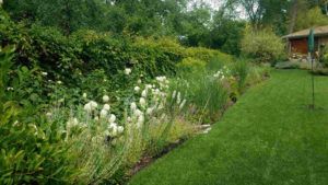 Plants With Flowers — Northbrook, IL — Shelly’s Landscape 