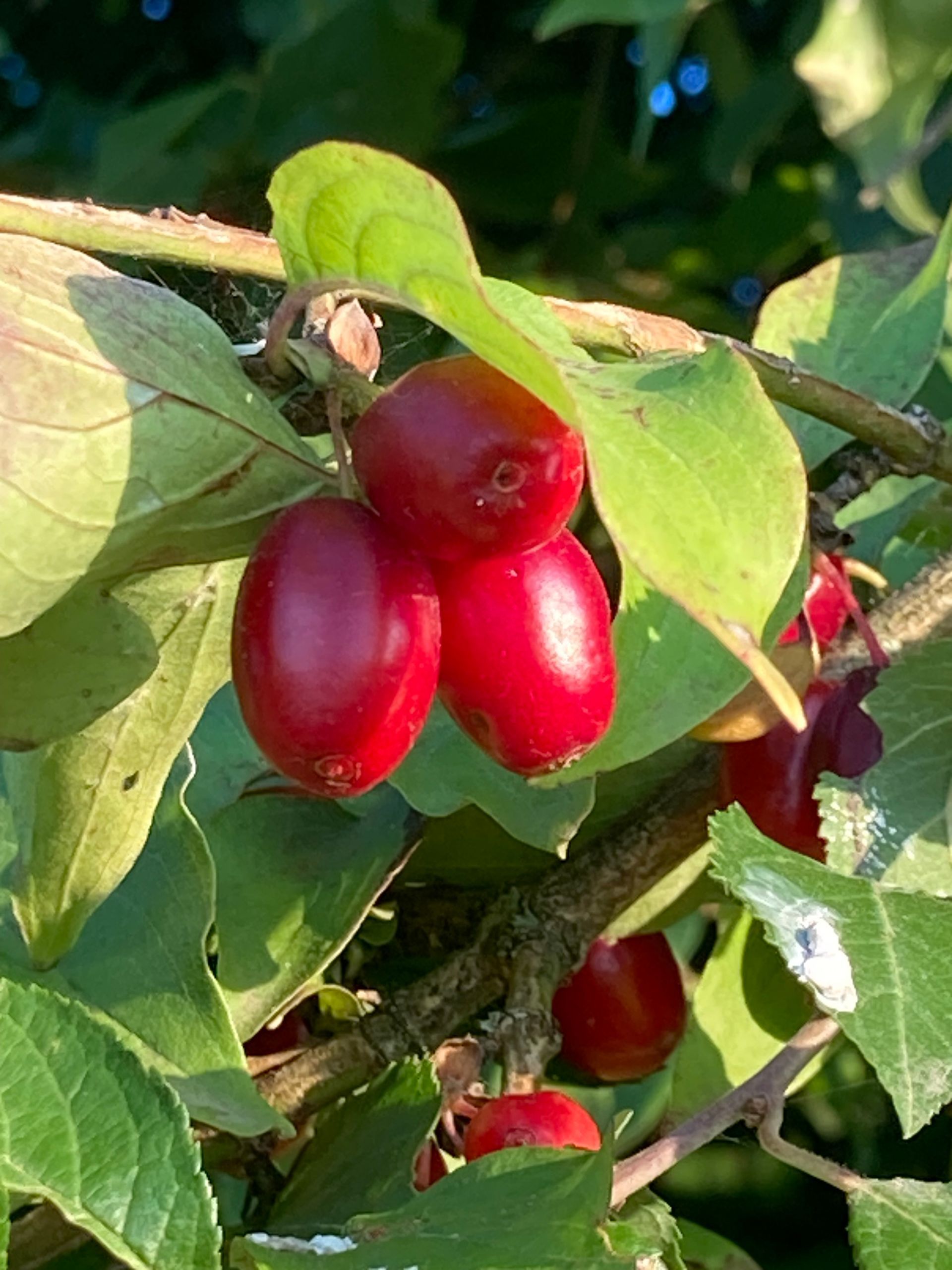 Kornellkirsche, Frucht, Wildfrüchte im Herbst, Wildpflanzen
