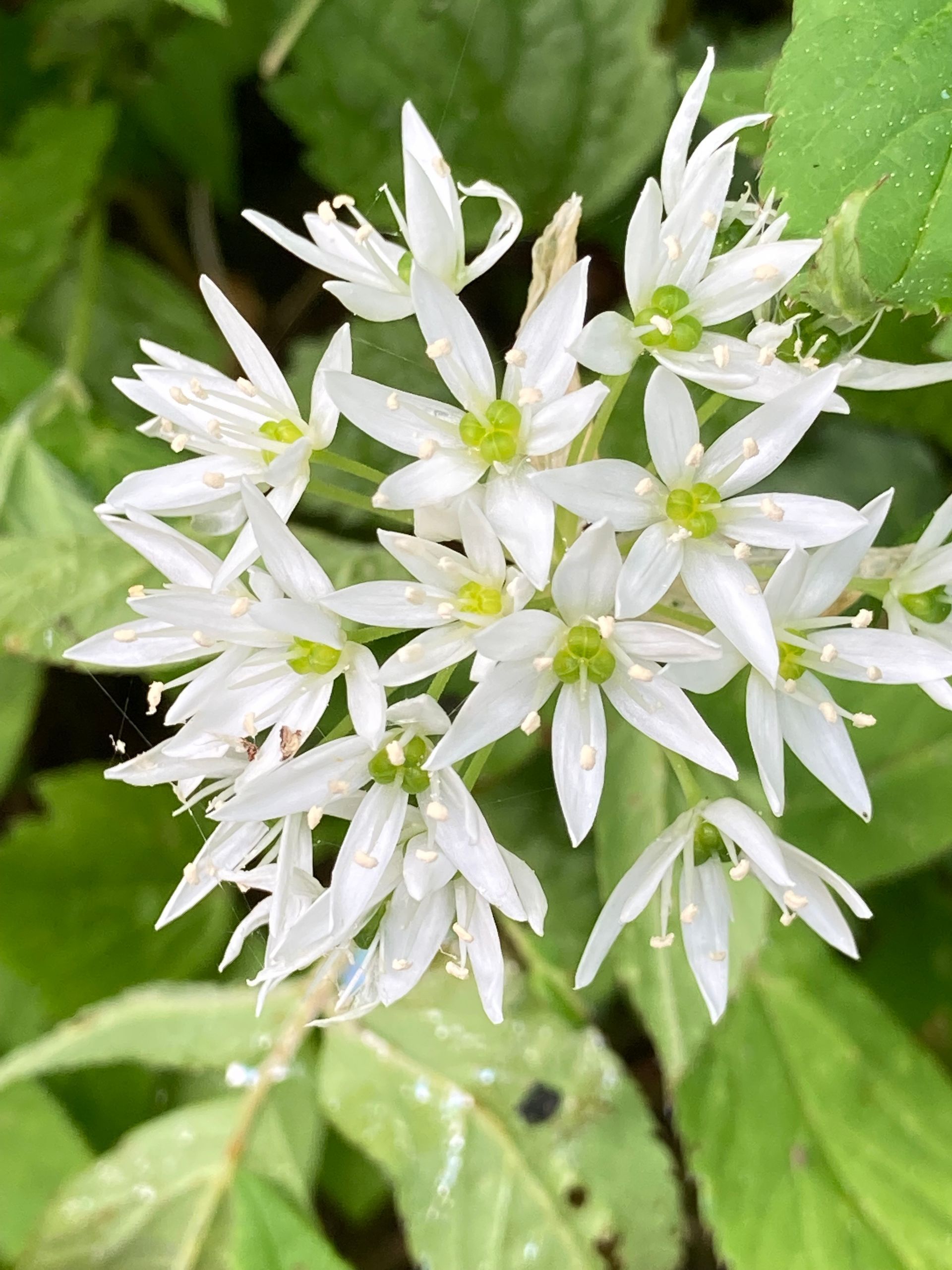 weisse Bärlauchblüte mit grünen Samenkappseln