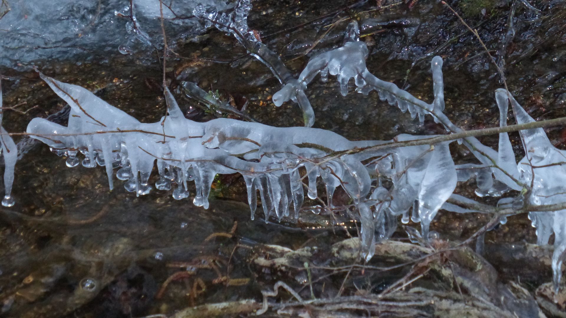 Nadelbäume im Winter als Heilpflanze