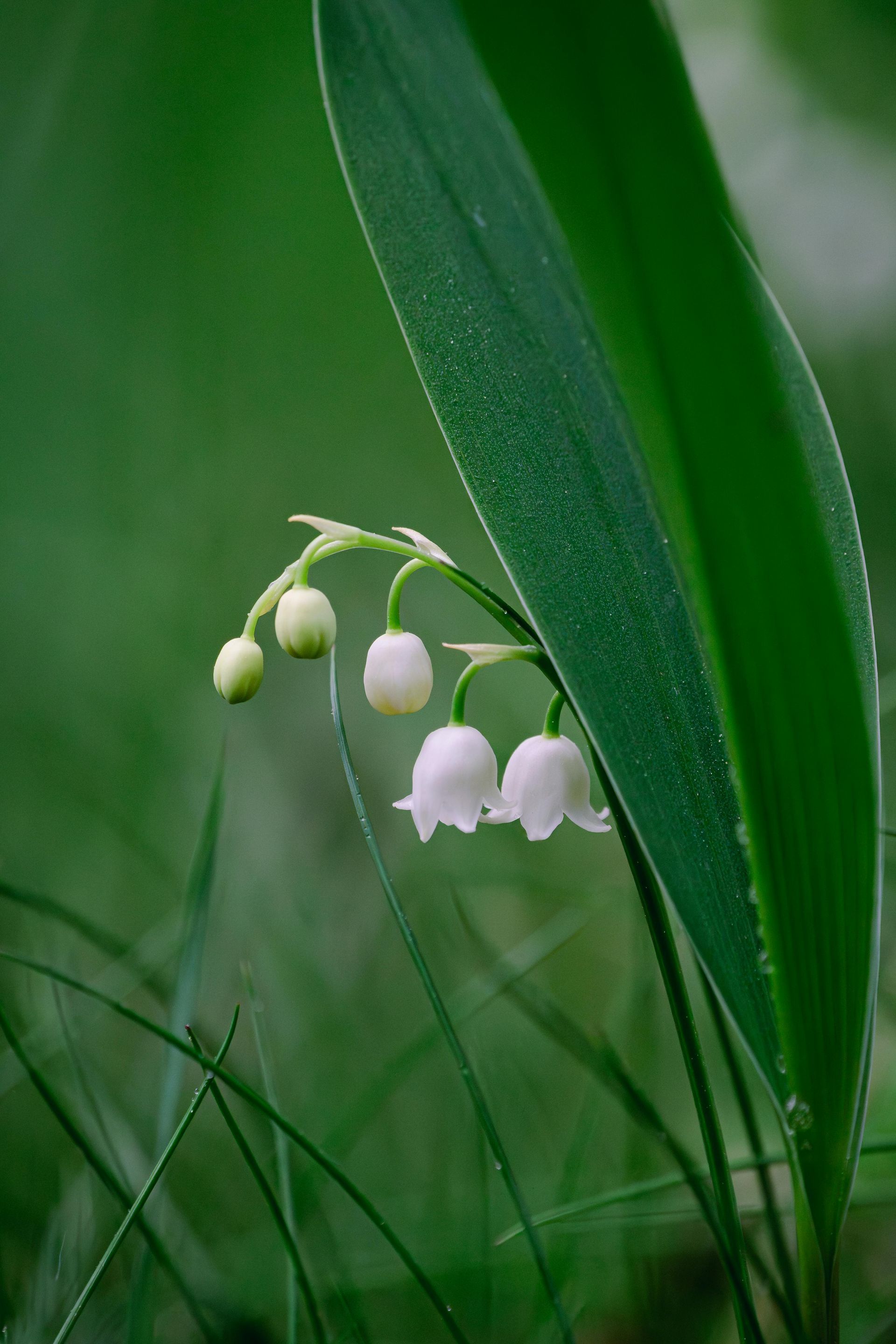 weisse Bärlauchblüte mit grünen Samenkappseln