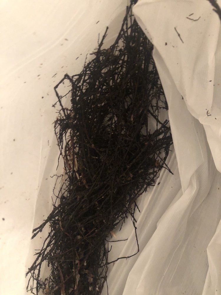 Collected Trash From Drain — Las Vegas, NV — Elliott’s Sewer & Drain Service