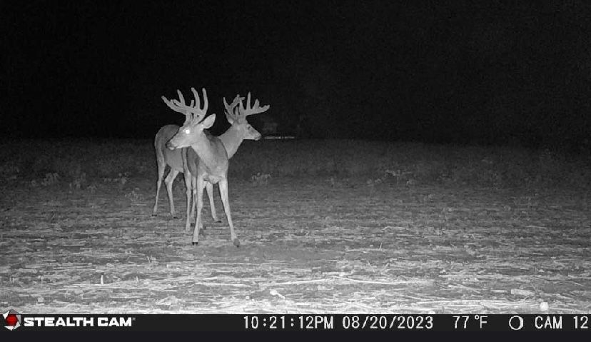 Two deer are standing next to each other in a field.