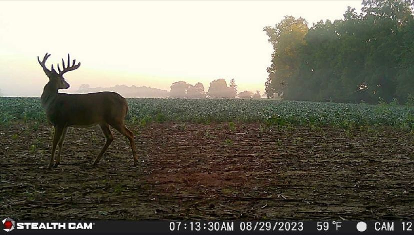 A deer is standing in a field with trees in the background.