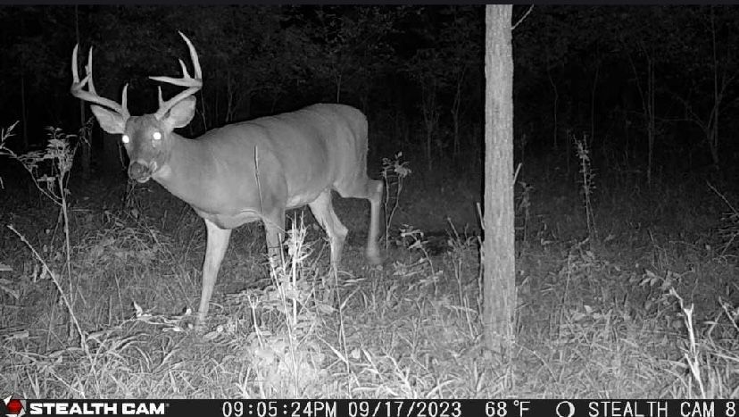 A black and white photo of a deer standing next to a tree.
