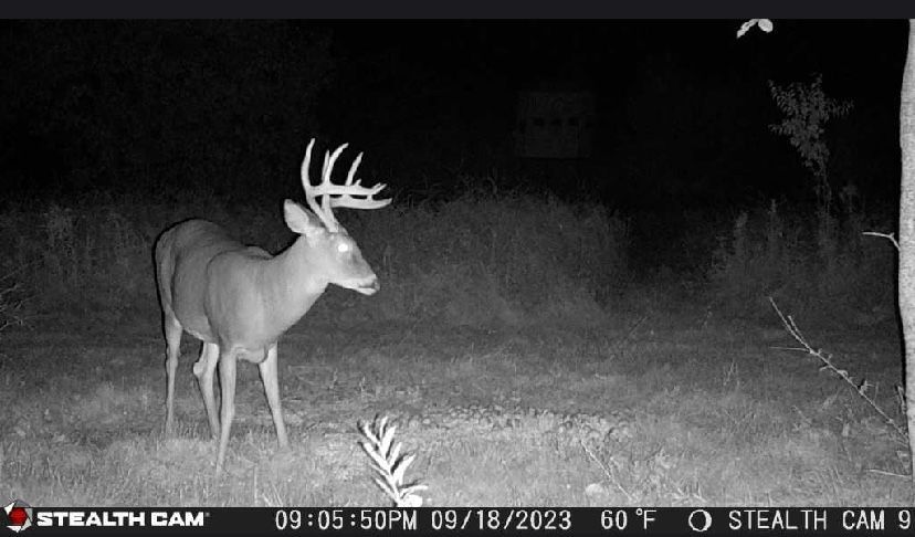 A deer is standing in a field at night.