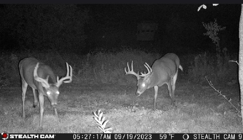 A black and white photo of two deer taken by a stealth cam